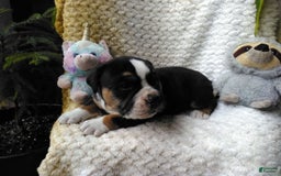 Olde English Bulldogge dogs for sale: Max - Image 7