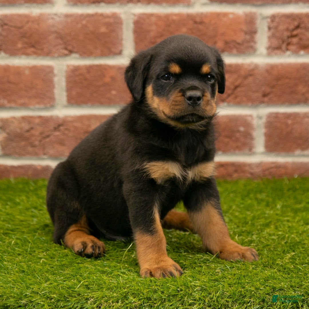 Rottweiler dogs for sale: Hunter - Image 10