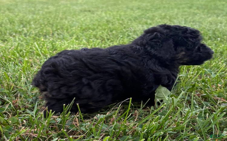 Aussiedoodle dogs - Advert 21