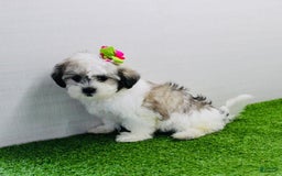 Malshi dogs for sale: Fawn - Image 9