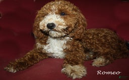 Goldendoodle dogs for sale: Lila Male 2 - Image 3