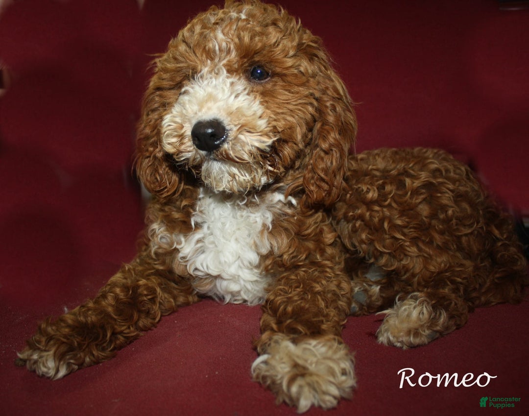 Goldendoodle dogs for sale: Lila Male 2 - Image 3