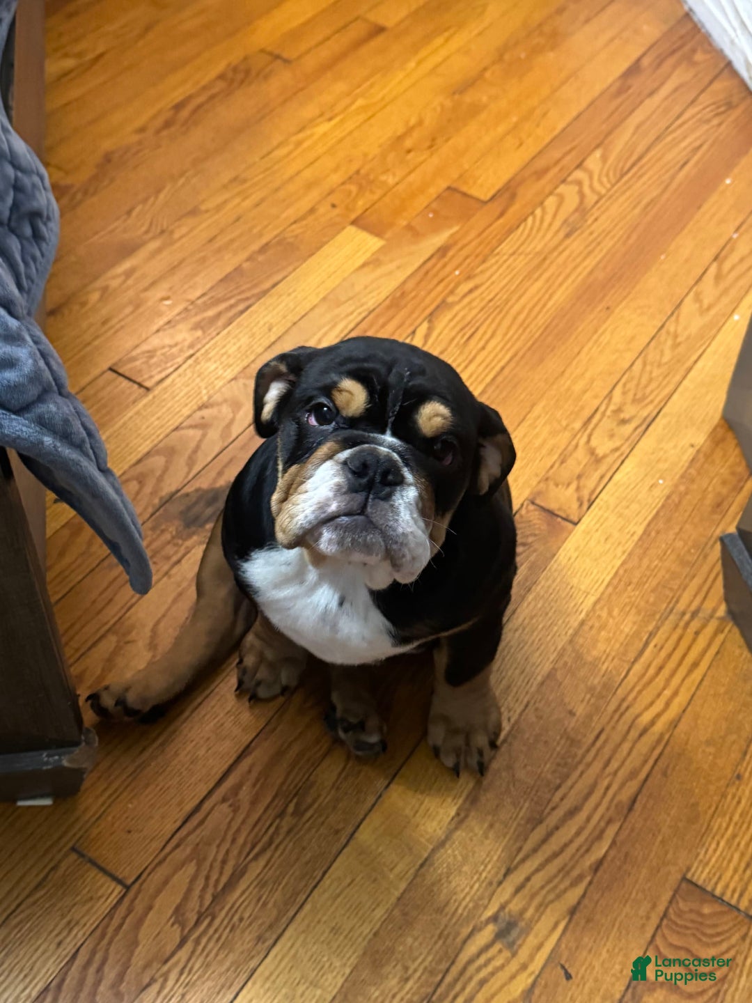 English Bulldog dogs for sale: Olivia - Image 3