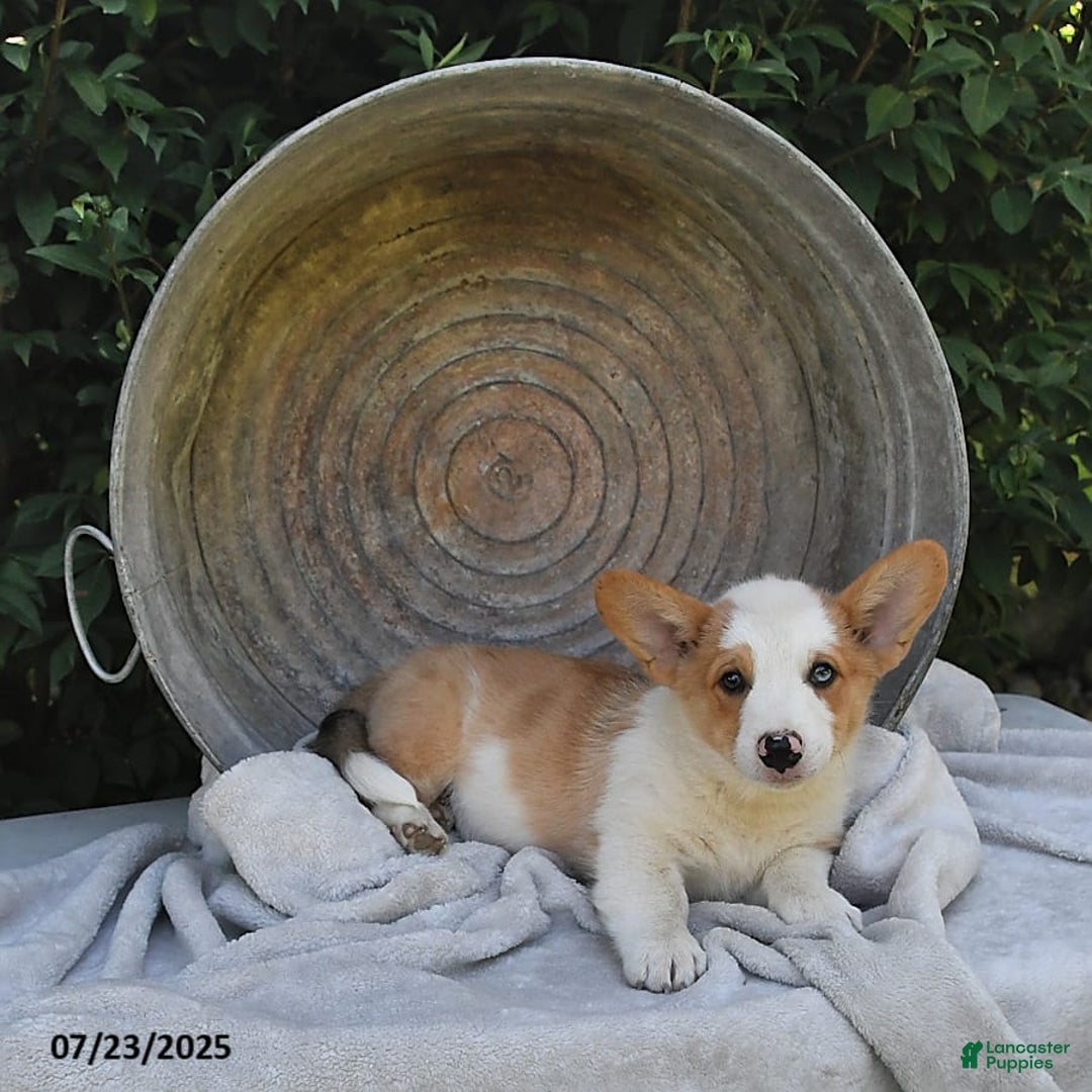 Welsh Corgi Pembroke dogs for sale: Thorne - Image 9