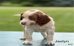 Brittany Spaniel dogs for sale: Jaxtyn - Image 4