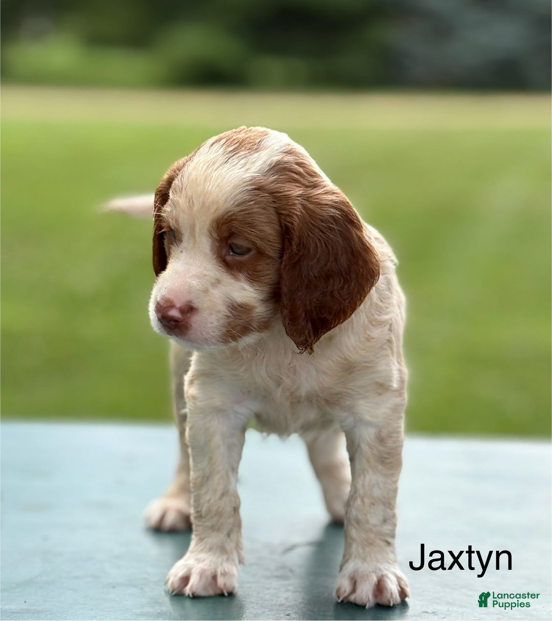 Brittany Spaniel dogs for sale: Jaxtyn - Image 4