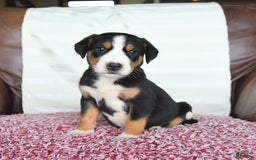 Greater Swiss Mountain Dog dogs for sale: Gemma - Image 3