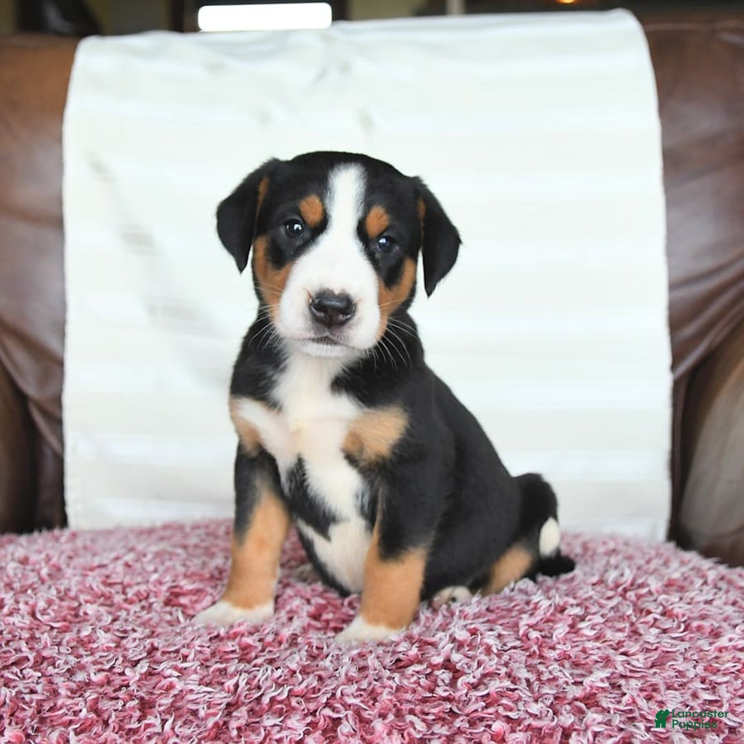 Greater Swiss Mountain Dog dogs for sale: Gemma - Image 3