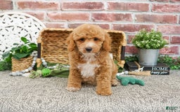 Miniature Poodle dogs for sale: Ruben - Image 3