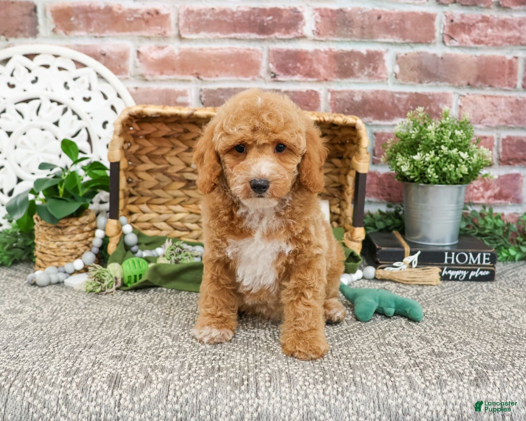 Miniature Poodle dogs for sale: Ruben - Image 3