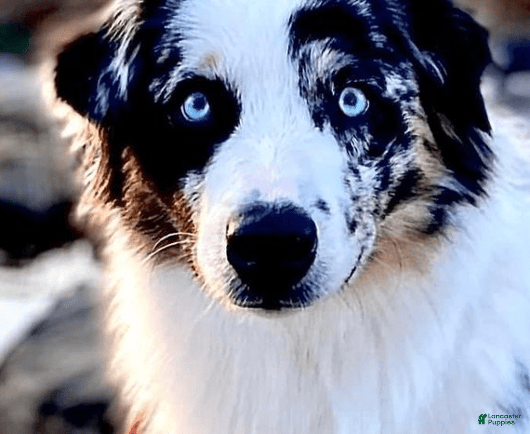 Australian Shepherd dogs for sale: Ziggy - Image 7