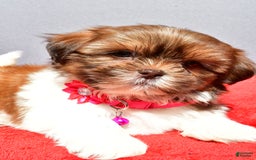 Shih Tzu dogs for sale: Jill - Image 6