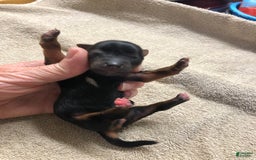 Yorkshire Terrier dogs for sale: Nessie - Image 3