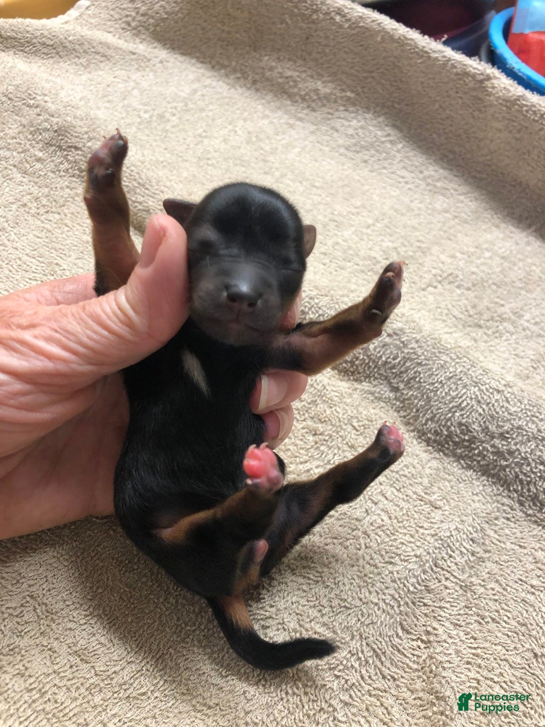 Yorkshire Terrier dogs for sale: Nessie - Image 3