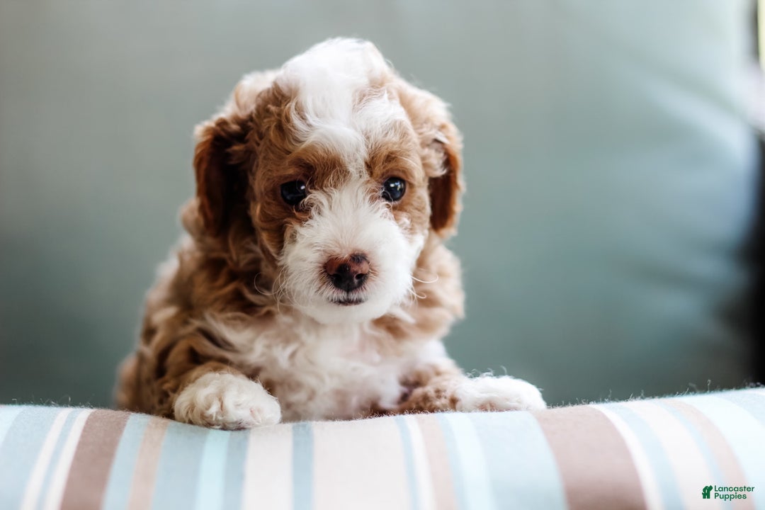 Mini Aussiedoodle dogs for sale: Cora - Image 5
