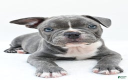 Frenchton dogs for sale: Baxter - Image 1