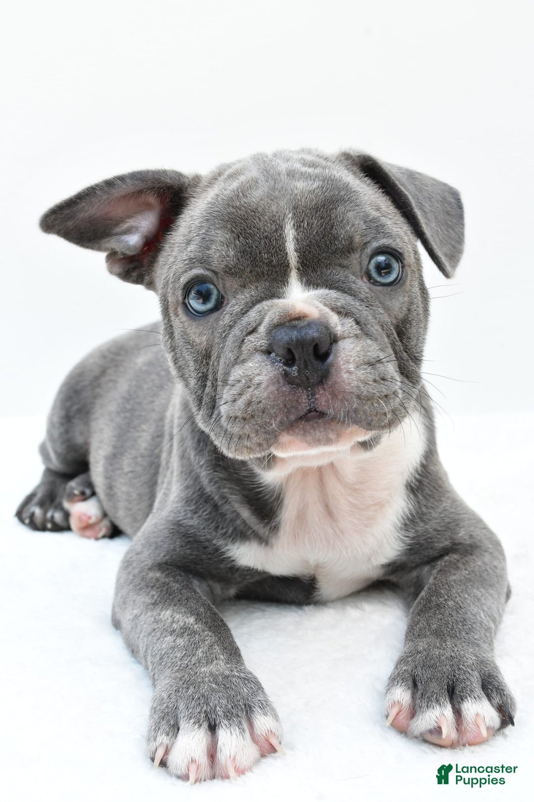 Frenchton dogs for sale: Baxter - Image 1