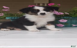 Miniature Australian Shepherd dogs for sale: Forest - Image 5