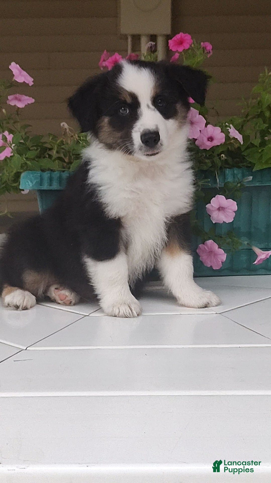 Miniature Australian Shepherd dogs for sale: Forest - Image 5