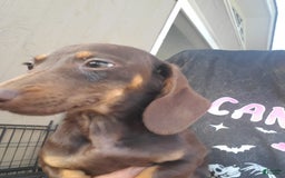 Miniature Dachshund dogs for sale: Nova - Image 7
