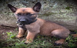Belgian Malinois dogs for sale: Opal - Image 4