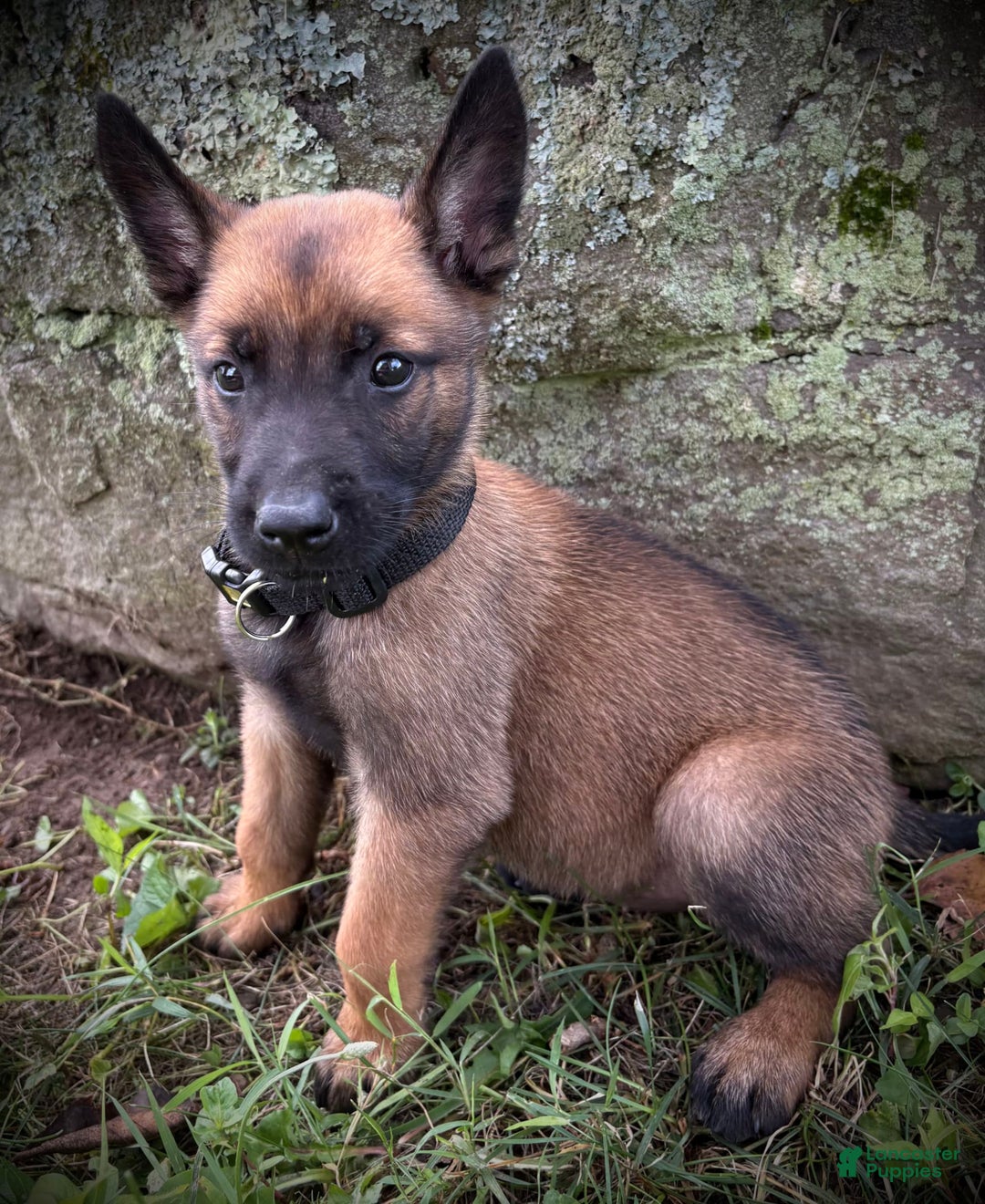 Belgian Malinois dogs for sale: Opal - Image 4