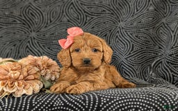 Cockapoo dogs for sale: Elisa - Image 7