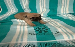 French Bulldog dogs for sale: Akc Fawn Black Mask - Image 9