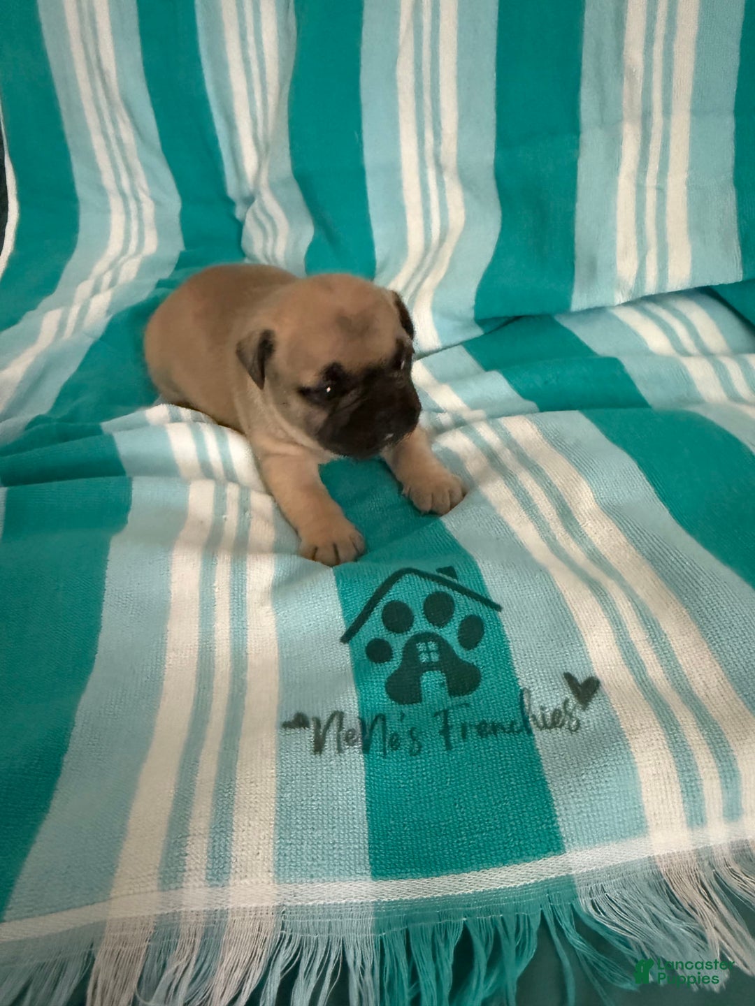 French Bulldog dogs for sale: Akc Fawn Black Mask - Image 9