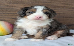 Mini Bernedoodle dogs for sale: Bluey - Image 18