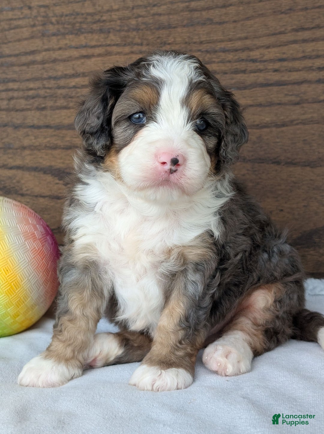 Mini Bernedoodle dogs for sale: Bluey - Image 18
