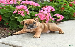 English Bulldog dogs for sale: Winston - Image 4