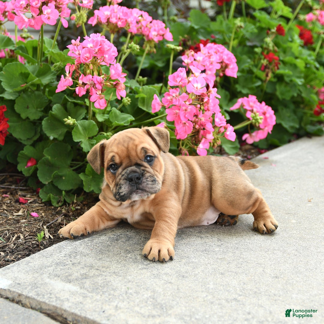 English Bulldog dogs for sale: Winston - Image 4
