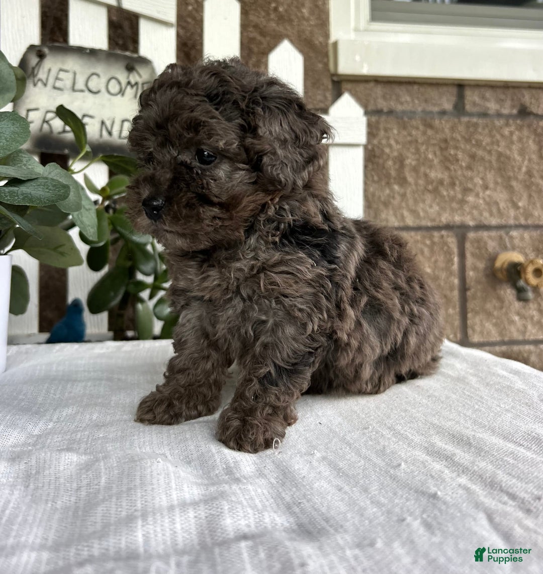Miniature Poodle dogs for sale: Gianna - Image 3