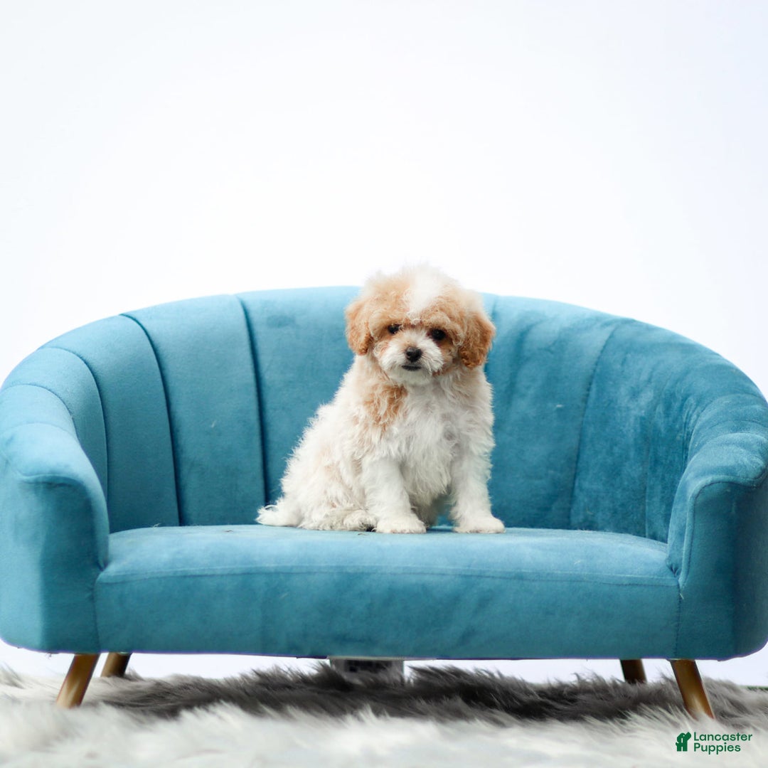 Toy Poodle dogs for sale: Quintin - Image 2