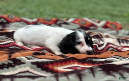 Miniature Dachshund dogs for sale: Half and half - Image 2