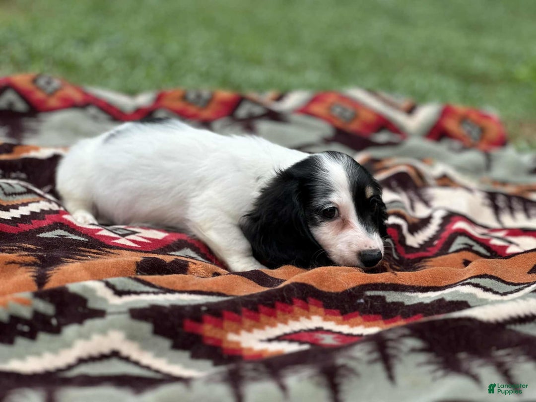 Miniature Dachshund dogs for sale: Half and half - Image 2