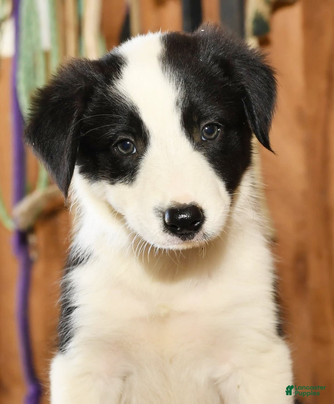 Border Collie dogs for sale: Luke - Image 9