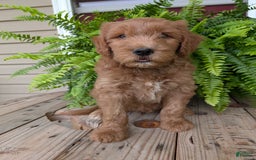 Goldendoodle dogs for sale: Cash - Image 21