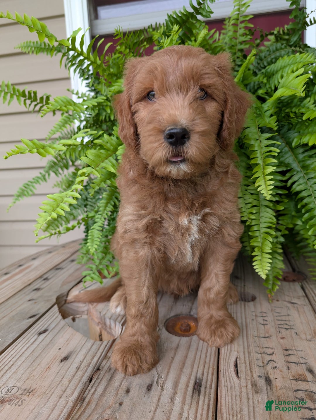 Goldendoodle dogs for sale: Cash - Image 21