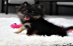 Pomeranian dogs for sale: Lola - Image 9