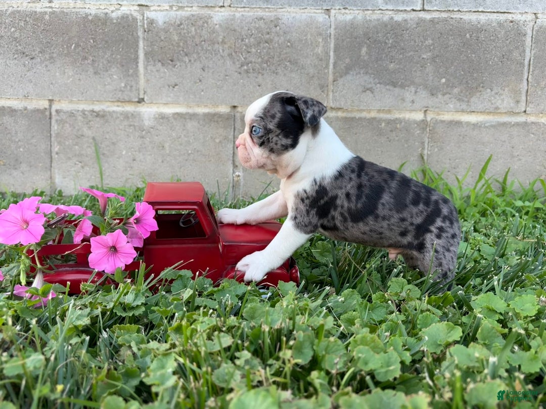 Boston Terrier dogs for sale: Diamond - Image 6