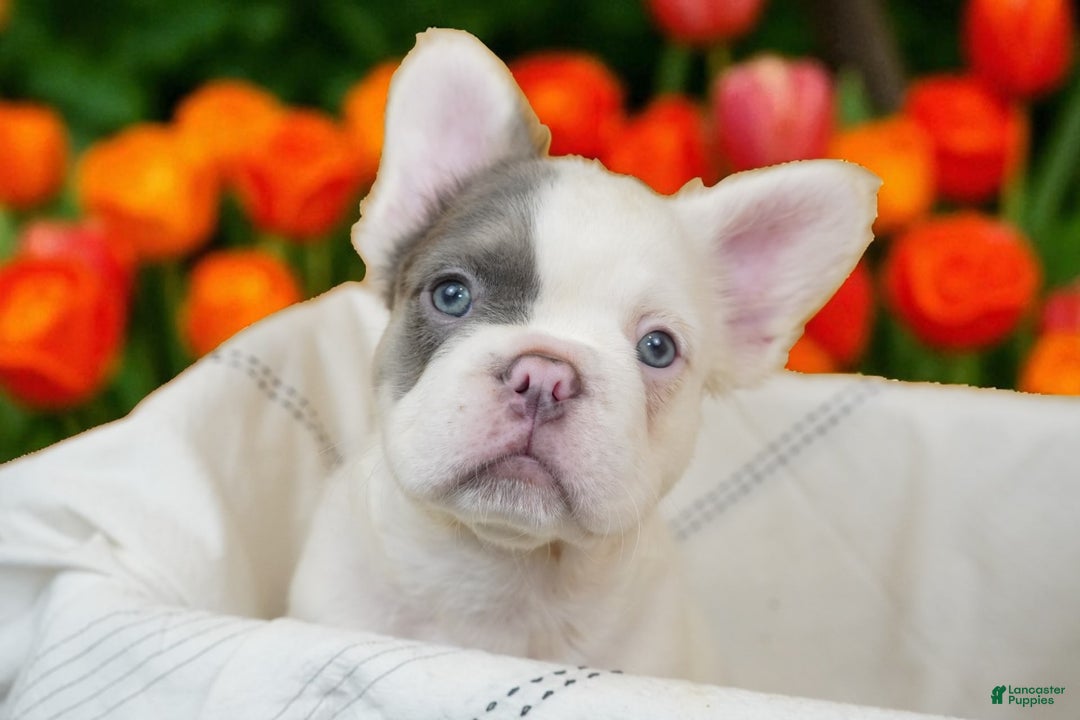 French Bulldog dogs for sale: Patch - Image 11