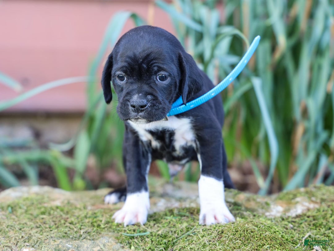 Walker Hound dogs for sale: Venjamin - Image 4