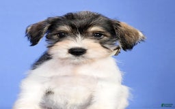 Miniature Schnauzer dogs for sale: Bethany - Image 5