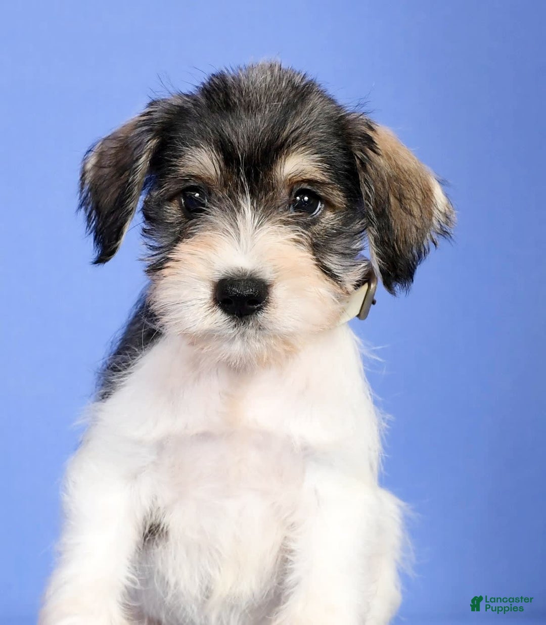 Miniature Schnauzer dogs for sale: Bethany - Image 5