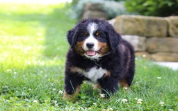 Bernese Mountain Dog dogs for sale: Champ - Image 6