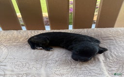 Bernedoodle dogs for sale: 7 - Image 1