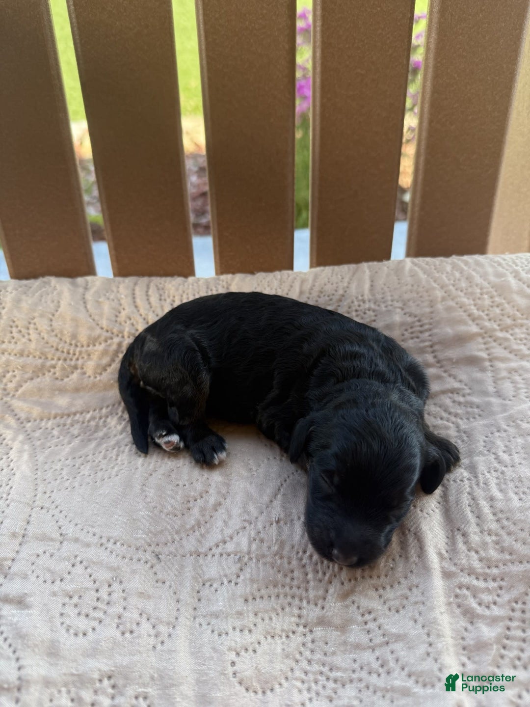 Bernedoodle dogs for sale: 7 - Image 1