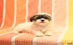 Havanese dogs for sale: Peggy - Image 2